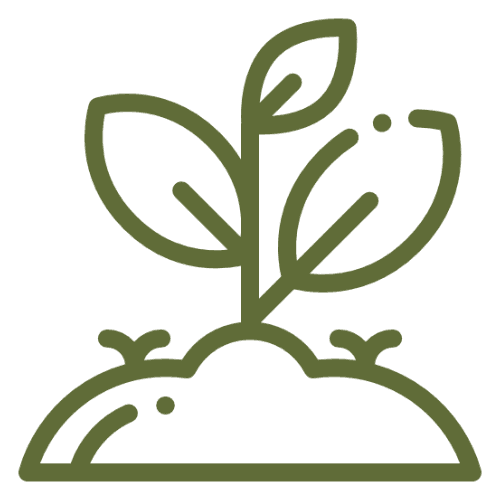 Genética y plantación